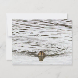 Postal fotográfica duckling
