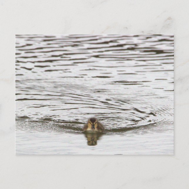 Postal fotográfica duckling (Anverso)