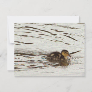 Postal fotográfica duckling