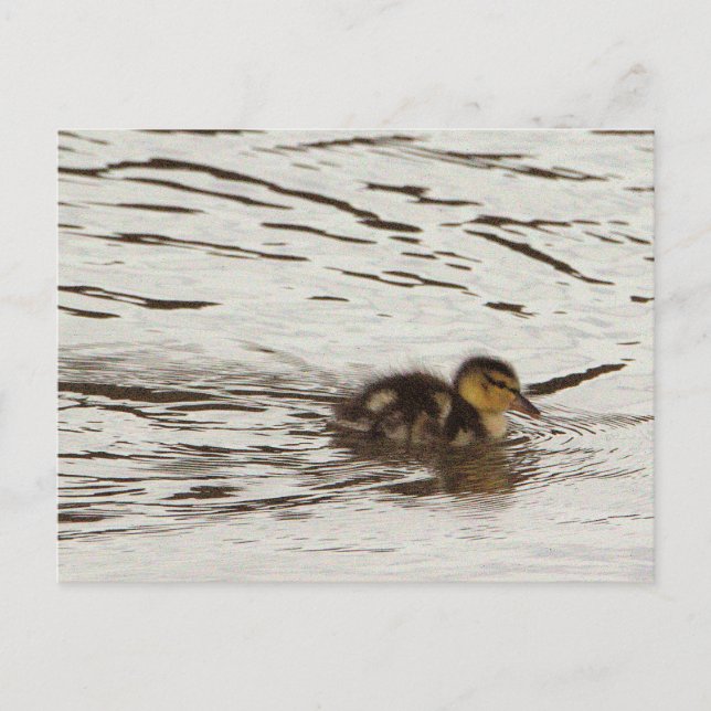 Postal fotográfica duckling (Anverso)
