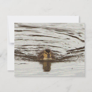 Postal fotográfica duckling