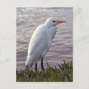 Postal fotográfica Egret para ganado bovino