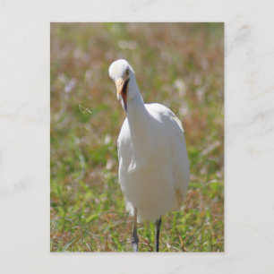 Postal fotográfica Egret para ganado bovino