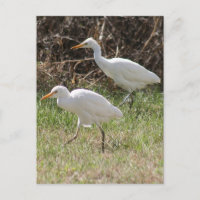 Postal fotográfica Egrets para ganado bovino