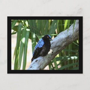 Postal fotográfica Fairy Bluebird