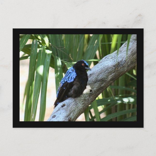 Postal fotográfica Fairy Bluebird (Anverso)