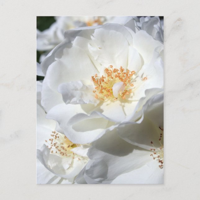 Postal fotográfica floral de rosas blancas y blanc (Anverso)