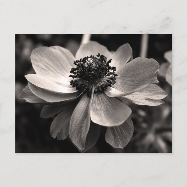Postal fotográfica floral Sepia Anemone (Anverso)