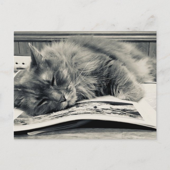Postal fotográfica "Gato en un libro" (Anverso)