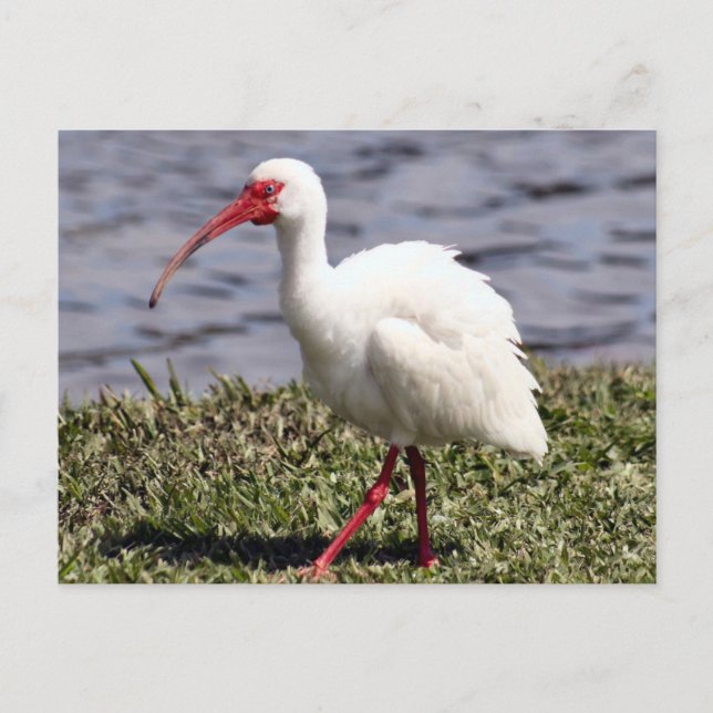 Postal fotográfica Ibis (Anverso)