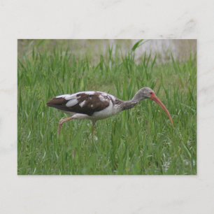 Postal fotográfica Ibis inmadura
