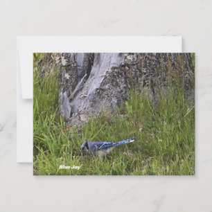 Postal fotográfica Jay Bird Azul