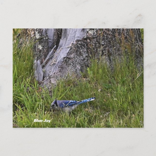 Postal fotográfica Jay Bird Azul (Anverso)