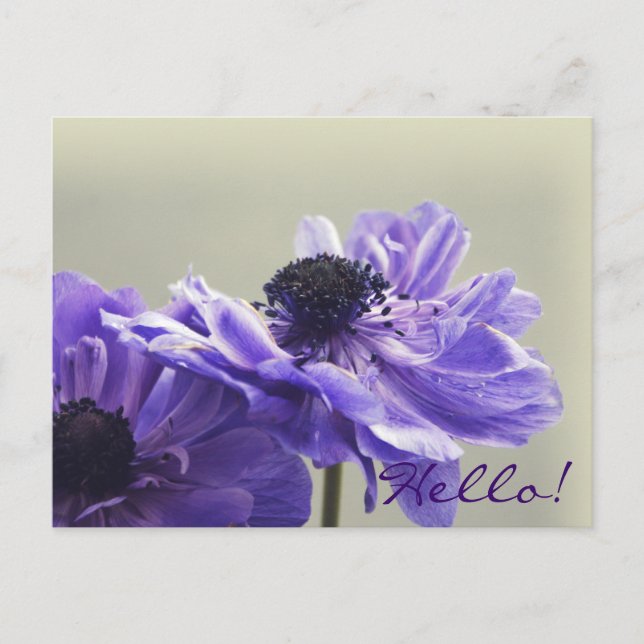 Postal fotográfica morada anémona (Anverso)