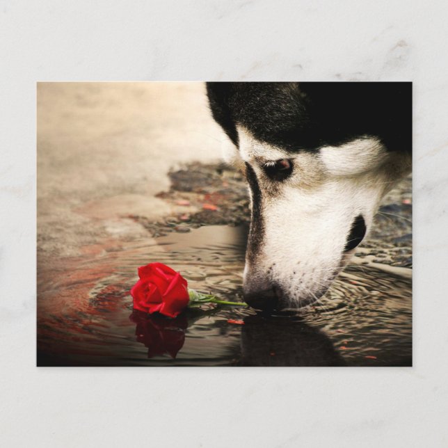 Postal fotográfica Perro y Rosa Roja (Anverso)