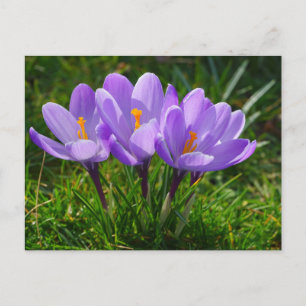 Postal fotográfica Purple Crocus