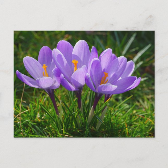 Postal fotográfica Purple Crocus (Anverso)