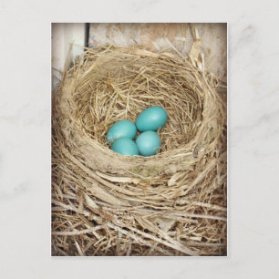 Postal fotográfica Robin Egg azul
