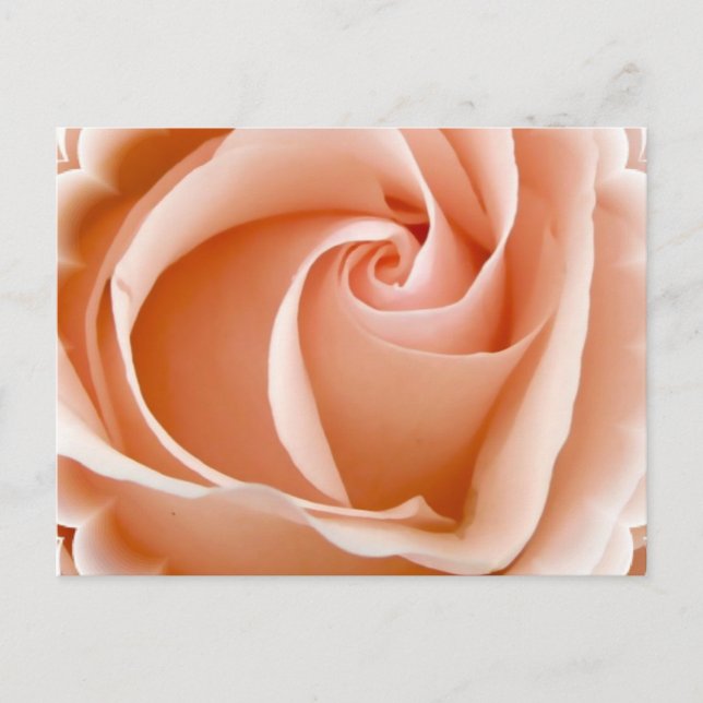 Postal fotográfica Rosa (Anverso)