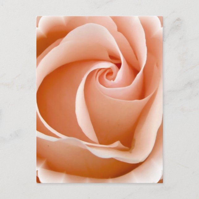 Postal fotográfica Rosa (Anverso)