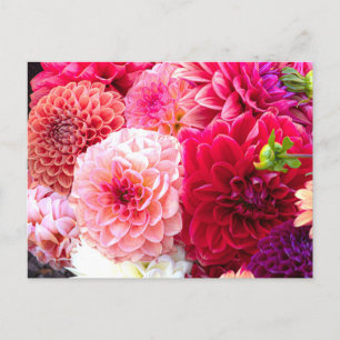 Postal fotográfica Rosa y Roja Dahlias