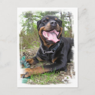 Postal fotográfica Rottweiler