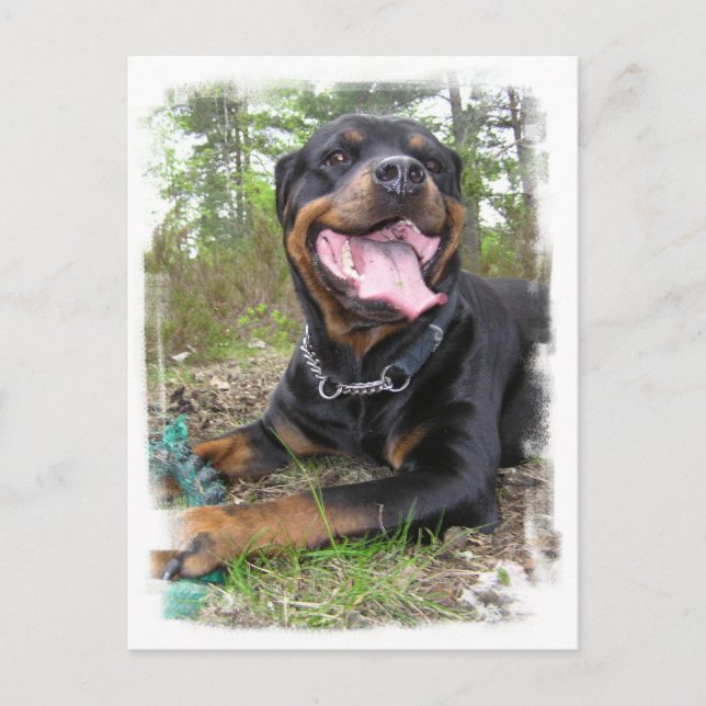 Postal fotográfica Rottweiler (Anverso)