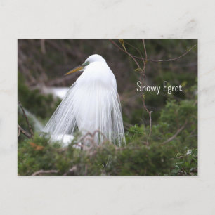 Postal fotográfica Snowy Egret