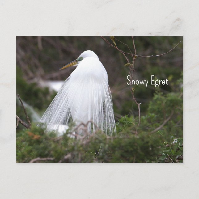 Postal fotográfica Snowy Egret (Anverso)