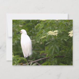 Postal fotográfica Snowy Egret