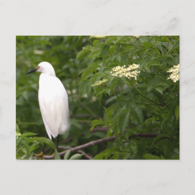 Postal fotográfica Snowy Egret (Anverso)