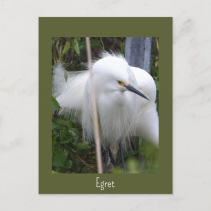 Postal fotográfica Snowy Egret