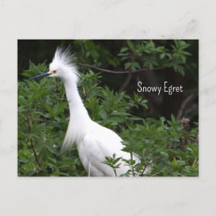 Postal fotográfica Snowy Egret