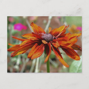 Postal fotográfica Susan Flower Black Eyed