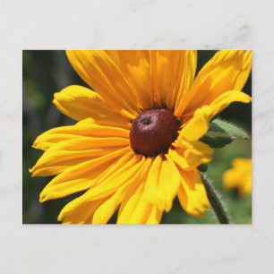 Postal fotográfica Susan Flower Black Eyed