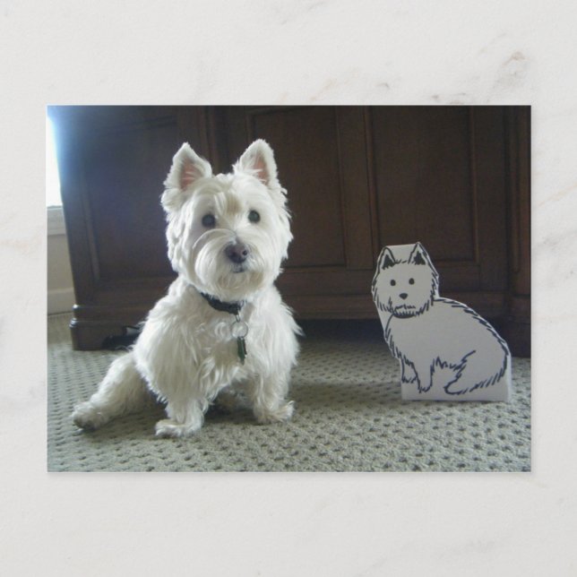 Postal fotográfica Twin Westies (Anverso)