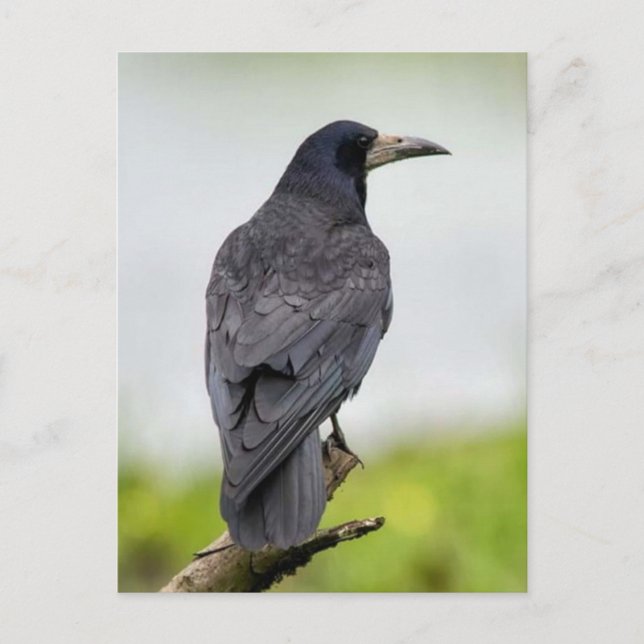 Postal fotográfica vintage (Anverso)