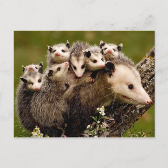 Postal fotográfica vintage (Anverso)