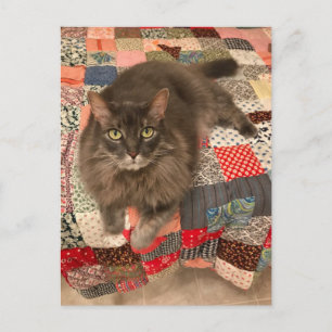 Postal fotográfica "Willow Cat Sitting"