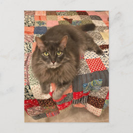 Postal fotográfica "Willow Cat Sitting"