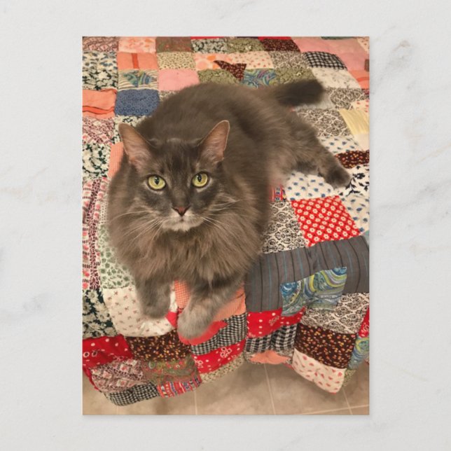 Postal fotográfica "Willow Cat Sitting" (Anverso)