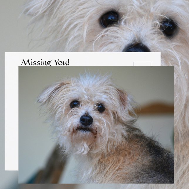 Postal Fotográfico de cachorro desaliñado triste lindo qu (Subido por el creador)