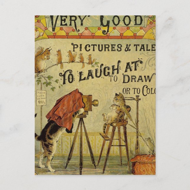 Postal Fotógrafo de gatos en gatos (Anverso)