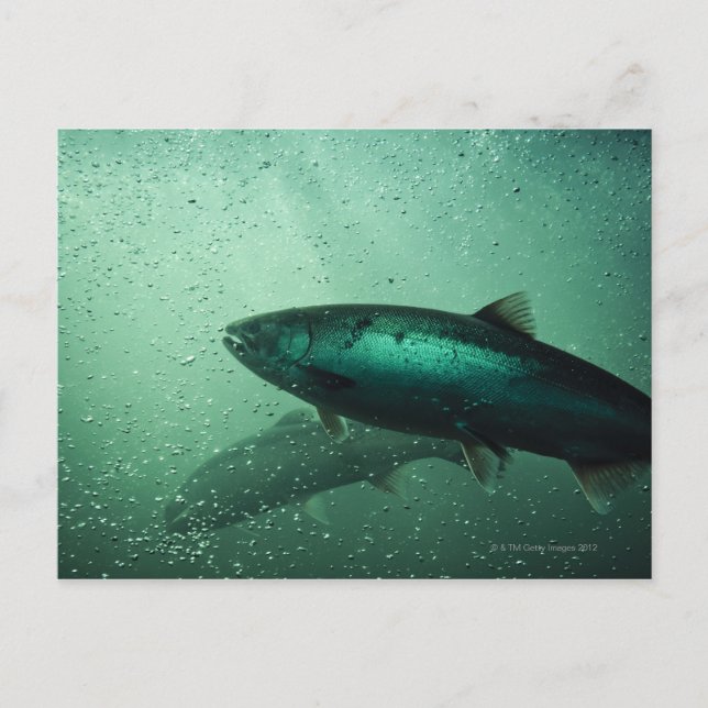 Postal Fotograma de salmón corriendo 2 (Anverso)