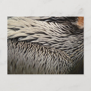 Postal Fotos abstractas de plumas de pelícano en la natur