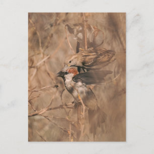 Postal Fotos de aves gorriones marrones en una fotografía