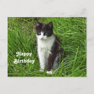 Postal Fotos de gatos blancos y negros Kitten Cumpleaños