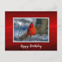 Fotos de invierno del cardenal rojo cumpleaños