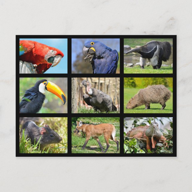 Postal fotos de mosaico animales sudamericanos (Anverso)