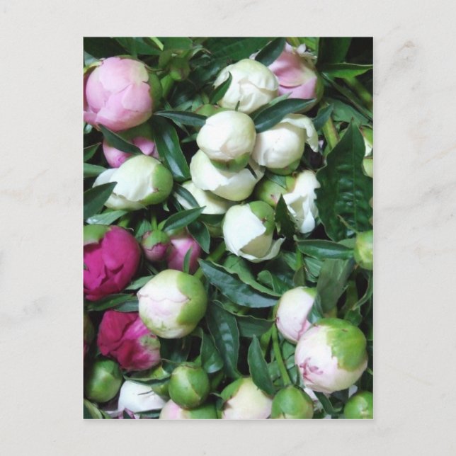 Postal Fotos de Peony y Garden 2008 135 (Anverso)